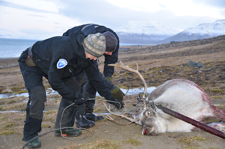 Etter felling: Forberedelser før selve feltprøven tok til. Egil Rønning fra Sysselmesteren får litt bistand fra Vilthelseforsker ved Veterinærinstituttet til å fjerne en tung jernbolt (strekkfisk) og noen meter stålvaiere som hadde satt seg fast i geviret. 